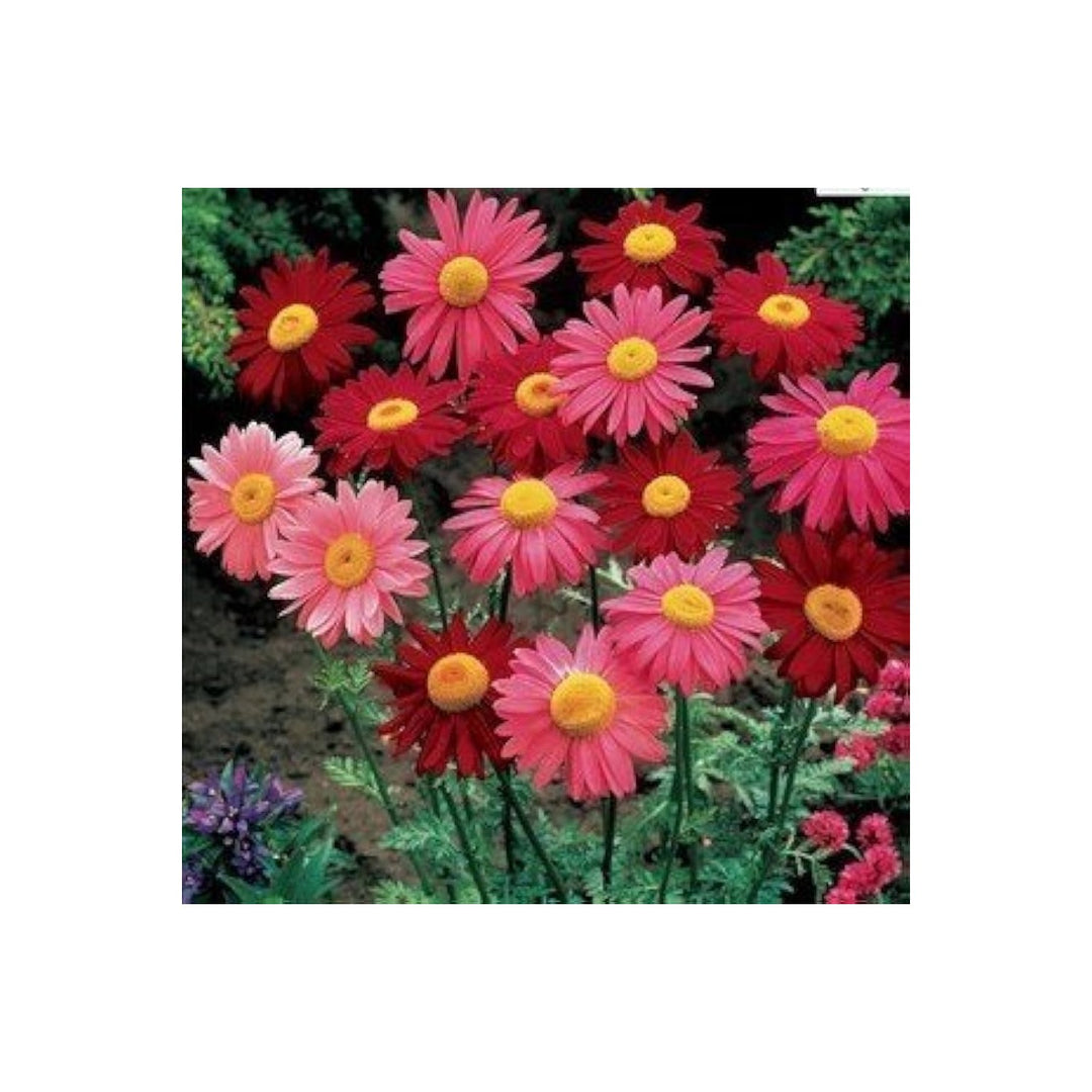 Pyrethrum Tanacetum Cinerariifolium Flower For Planting Natural Mosquito Repellent For Home [neera-v5-ea935df9499ba922f2ea]