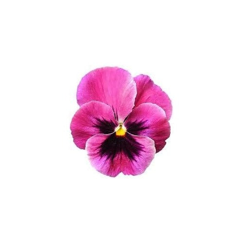 Pink Red Pansy Flower Seeds [neera-v5-ea96b8fafe129e968350]