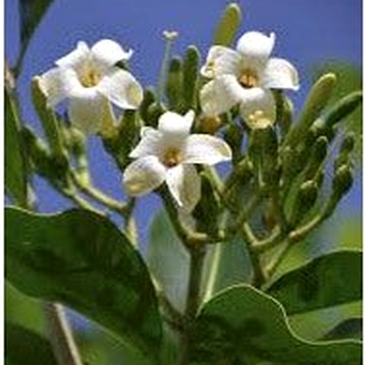 Pua Kenikeni Perfume Flower Seeds for Planting [neera-v5-ea9b891178be9dd00202]