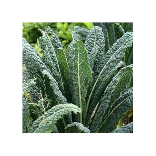 Heirloom Non-GMO Kale Seeds for Planting [neera-v5-ea9ceceab11f357561ea]