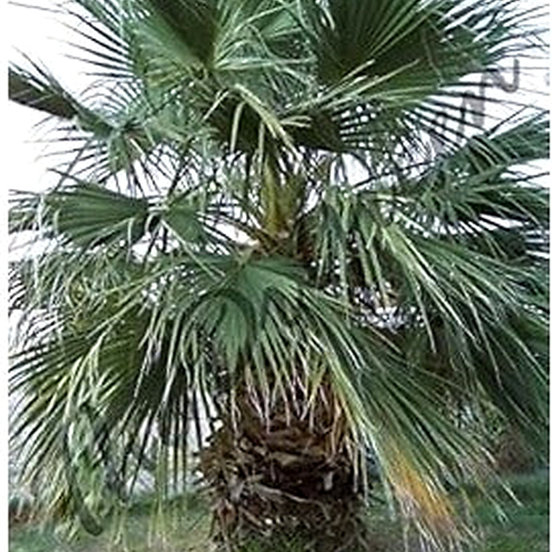 Green Filifera Tree Seeds for Planting [neera-v5-eaa111137ead825f0c35]