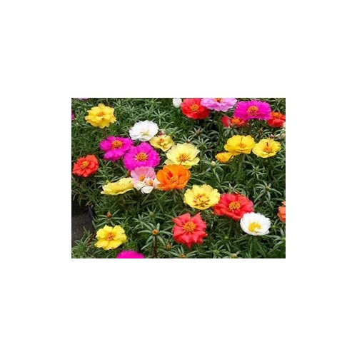 Moss Rose Tequila Mix Portulaca For Bright And Resilient Blooms Flower Seeds for Home Garden [neera-v5-eaae14e1c8ba1a58ce7e]
