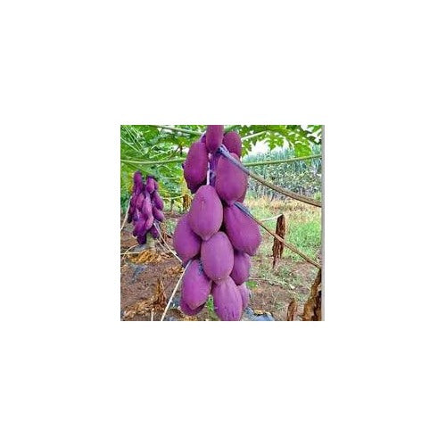 Purple Papaya Fruit Seeds [neera-v5-eab0589aef1d7deaa312]