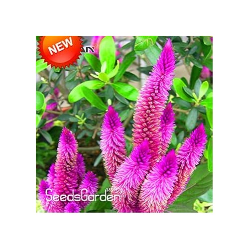 Purple Celosia Spicata Flower Seeds, Heirloom, Non-GMO Seeds for Planting [neera-v5-eabfaaa426fb75a7239d]
