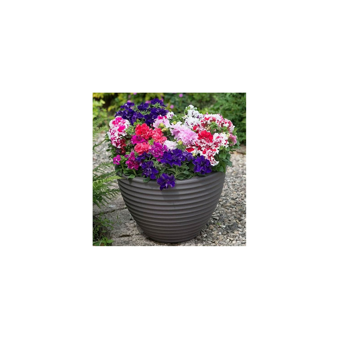 Double Petal Petunia Flower Compact Variety Flower Seeds for Home Garden Planting, Ornamental [neera-v5-eac30c2df04518104528]