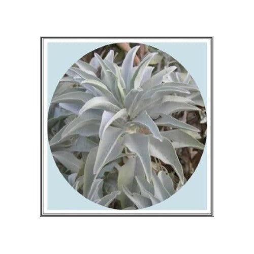White California Sage Plant Seeds [neera-v5-eac66ffd60a59882c609]