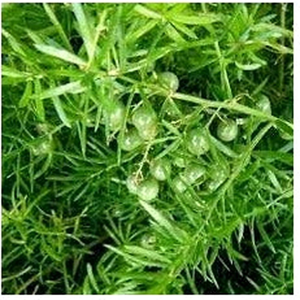 Heirloom Sprengeri Plant Seeds for Planting [neera-v5-ead0af1e52b4ebe1796b]