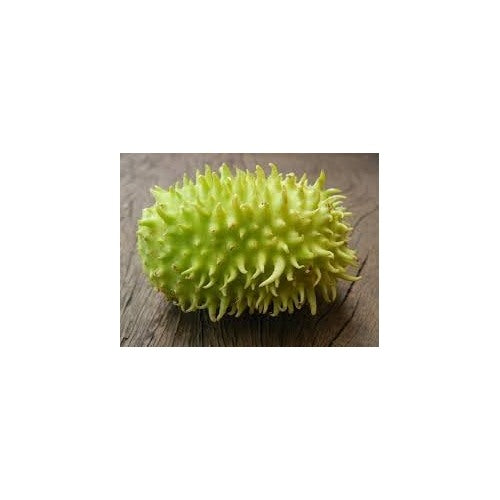 Wild West Indian Gherkin Cucumber Seeds for Planting [neera-v5-ead30b375deb4f283363]
