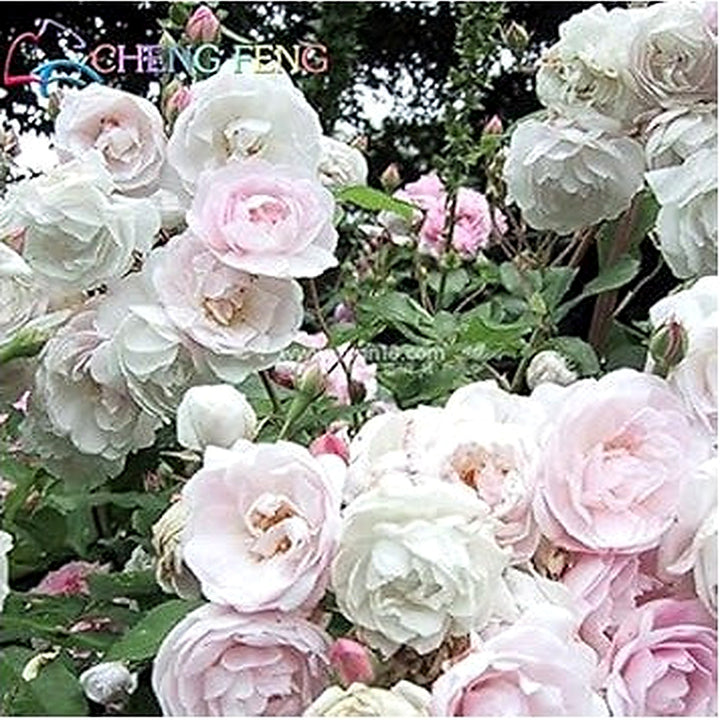 Light Pink Polyantha Rose Plant Seeds for Garden [neera-v5-ead4c75d3cc5b1166f99]