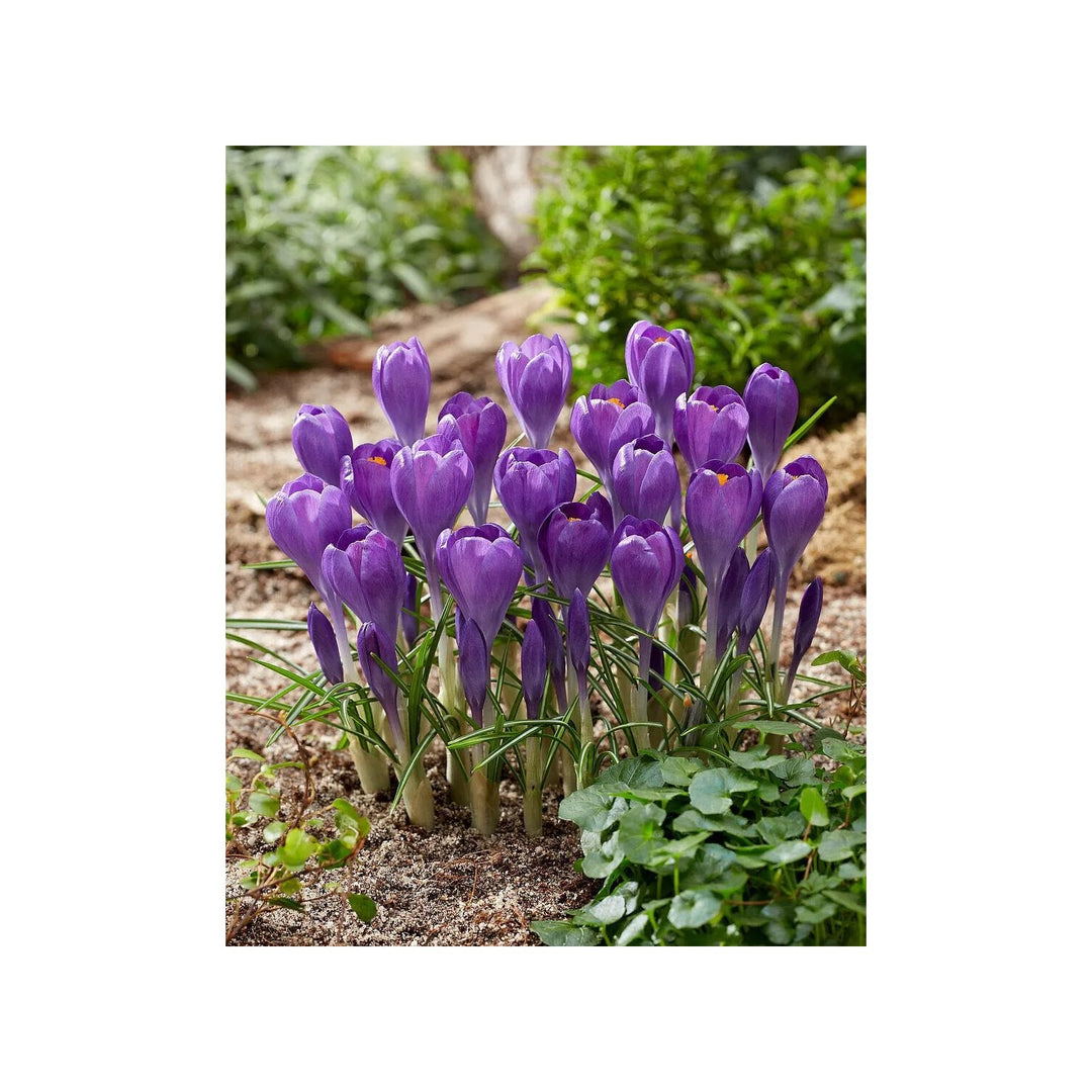 Blue Ocean Crocus Heirloom Flower Non Gmo Early Spring Blooms For Garden Planting Flower Seeds for [neera-v5-ead690f28e69e5e66dfe]
