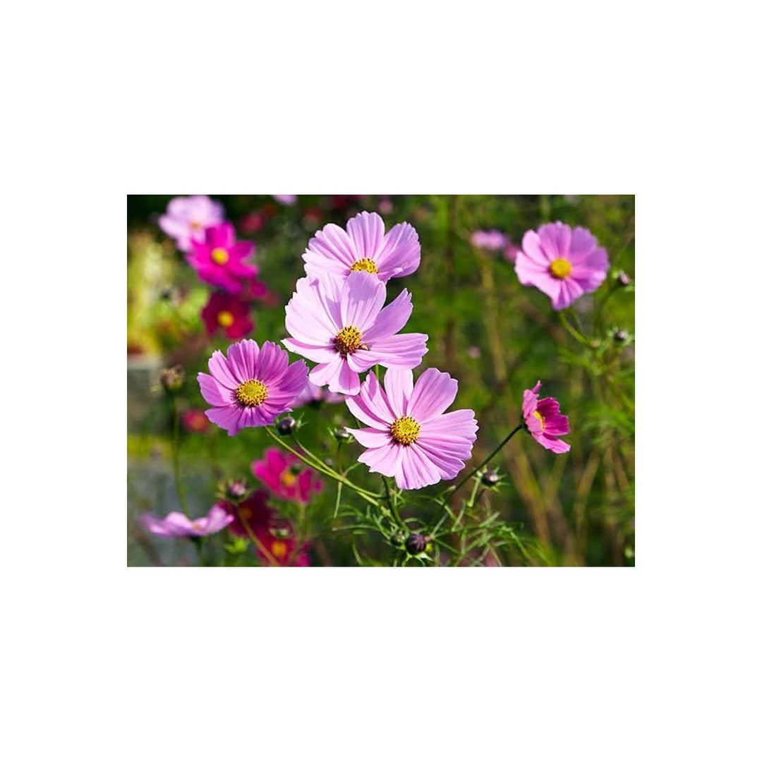 Purple Cosmos Cosmos Bipinnatus Flower For Planting In Backyard Gardens Flower Seeds for Home [neera-v5-ead6c01dfdfd6d7fda48]
