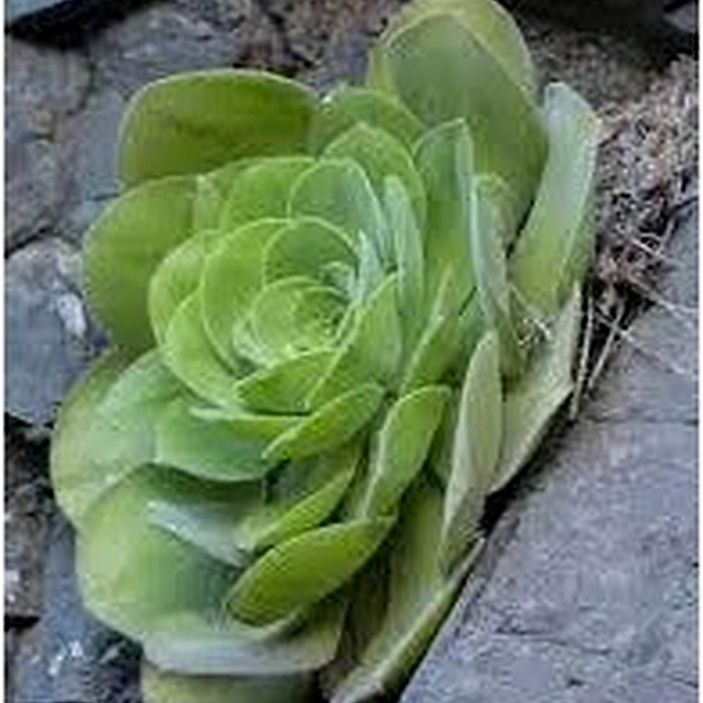 Heirloom Arboreum Flower Seeds for Garden Planting, Non-GMO, Succulent Blooms for Landscaping [neera-v5-ead7b21aa4a0bacf5f1d]