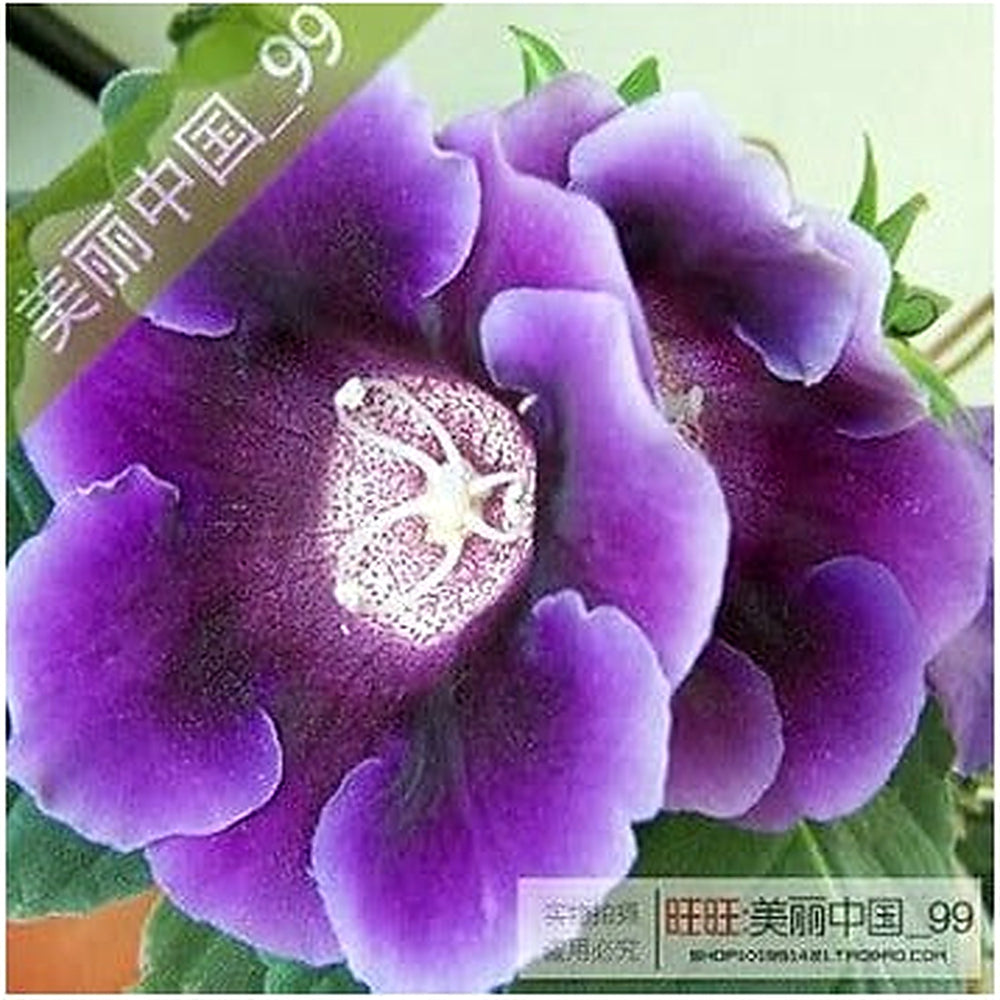 Organic Orange Plena Sinningia Flower Seeds for Planting [neera-v5-eaed913fc0d3935610cf]