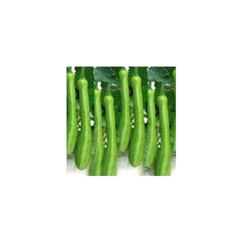 Dicotyledons Melon Fruit Seeds for Planting [neera-v5-eb011dcc2cb062d56043]