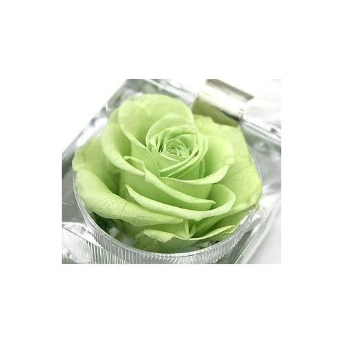 Light Green Rose Flower Seeds for Planting [neera-v5-eb0960dad331abd769a8]