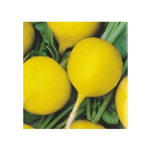 Heirloom Non-GMO Radish Seeds for Planting [neera-v5-eb18f8d847499239f395]