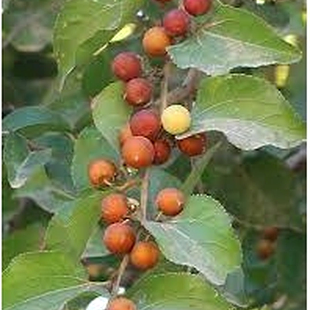 Ziziphus mucronata (Buffalo Thorn) Jujube Fruit Seeds for Planting [neera-v5-eb2219ef4d0f1c15661d]