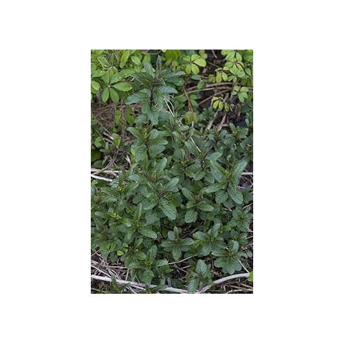 Peppermint Plant Seeds for Planting [neera-v5-eb31dccd9249605578e5]
