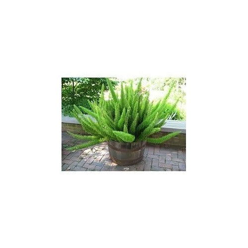 Asparagus Meyeri Foxtail Fern Seeds Heirloom Non GMO for Planting [neera-v5-eb35ae206cd36d3a75c8]