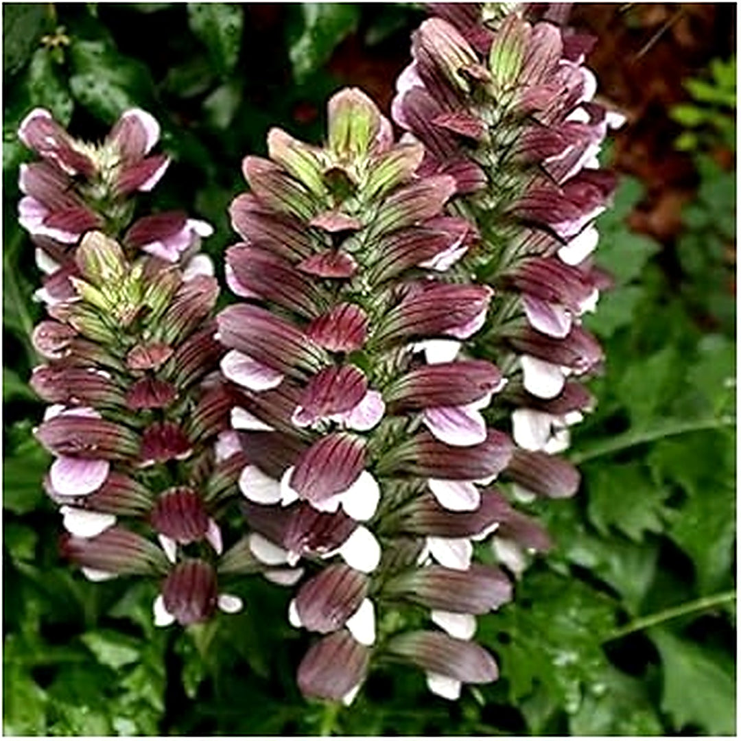 Bear’s Breeches Plant Seeds for Planting [neera-v5-eb3df94091a5fd25dd5a]