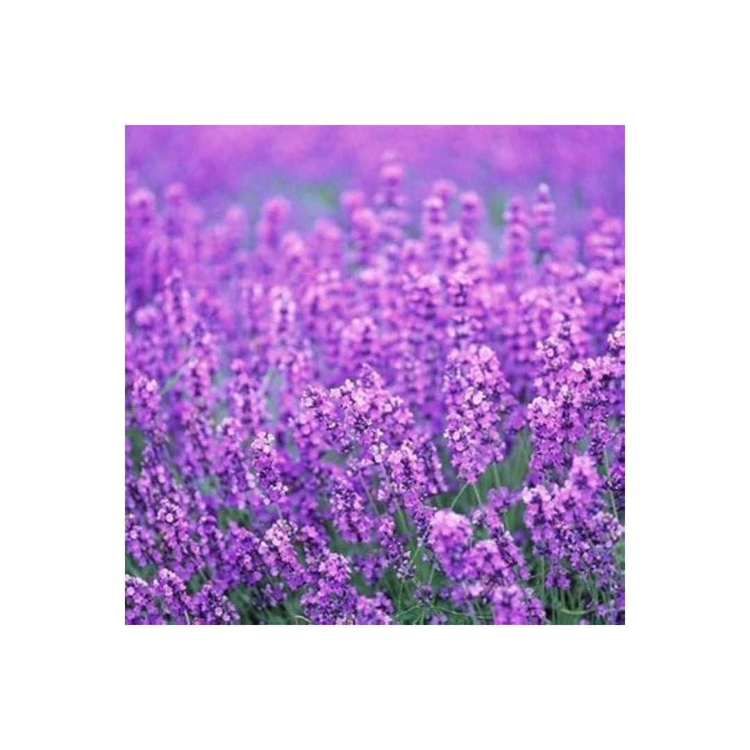 Lavender Pink Lavula Angustifolia Flower For Planting Suitable For Fragrant Borders [neera-v5-eb43daa966b7448546d3]