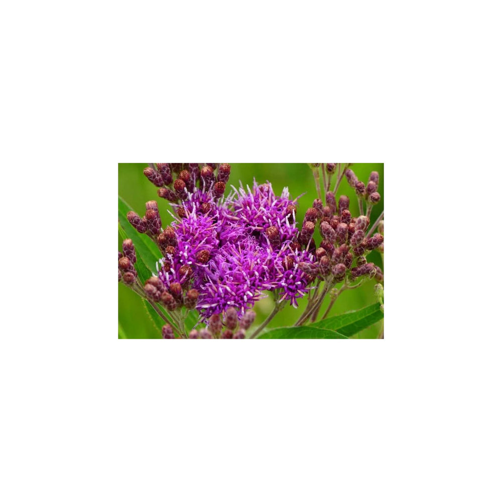 Heirloom Non Gmo Vernonia Anthelmintica Flower For Planting Medicinal Wildflower Flower Seeds for [neera-v5-eb492882541df26f0431]