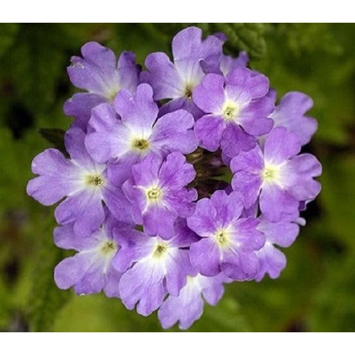 Lavender White Verbena Flower Seeds [neera-v5-eb54ae27d5cd33d579fe]