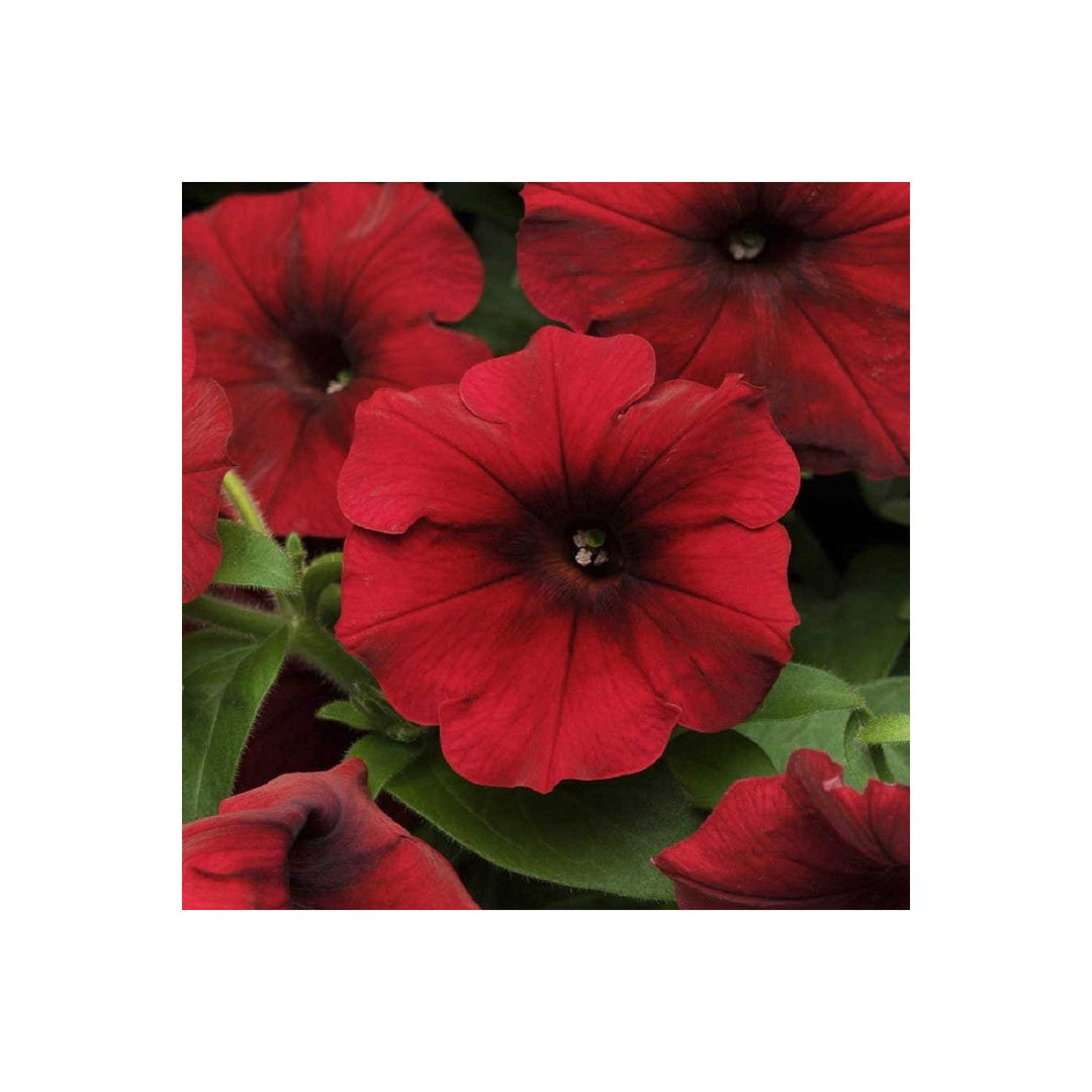 Heirloom Velour Petunia Flower For Planting Non Gmo Easy To Grow Beautiful Garden Blooms Flower [neera-v5-eb64dd685a69af0989ac]