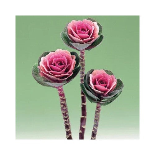 Pink Flowering Kale Planting Flowering Kale Crane Ornamental Kale Planting Heirloom Non Gmo [neera-v5-eb6d2b171b66a320be76]