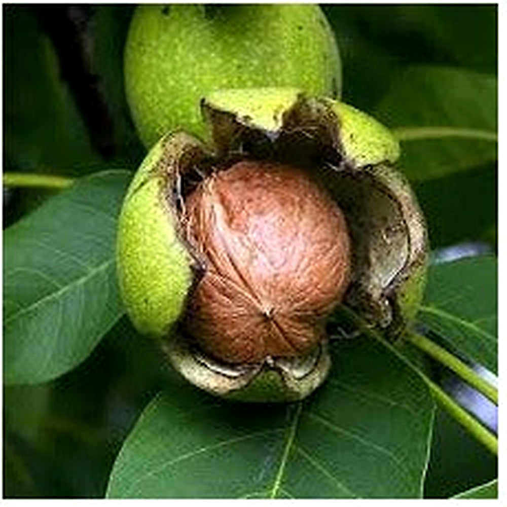 Black Walnut Plant Seeds for Planting [neera-v5-eb6d9877801154baa858]