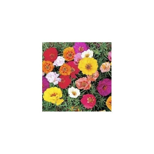 Portulaca Seeds for Planting [neera-v5-eb774f5649f3d9ea196e]