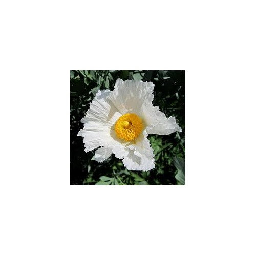 Romneya Coulteri Matilija Poppy Flower Seeds for Planting [neera-v5-eb7e2ef333b99c843343]