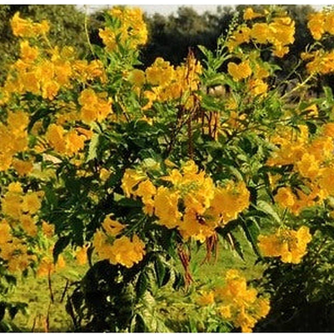 Yellow Elder Trumpet Flower Esperanza Planting Tecoma Stans Fast Growing Heirloom Non Gmo [neera-v5-eb7ec9cd65ba839b60c0]
