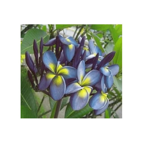 Blue Yellow Frangipani Flower Heirloom Non Gmo Plumeria For Gardens Flower Seeds for Home Garden [neera-v5-eb7f1390f1dfde0c285e]
