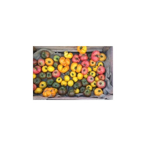 Tomato Vegetable Seeds for Planting [neera-v5-eb8ef915d84b367dbebc]