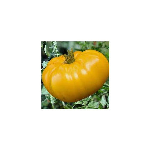 Big Dark Yellow Tomato Seeds for Planting [neera-v5-eb927023ce8e54bf3db6]