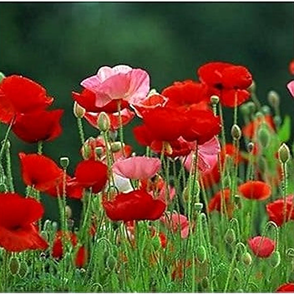 Organic Mixed Somniferum Flower Seeds for Planting [neera-v5-eba6b8d59a949c218e28]