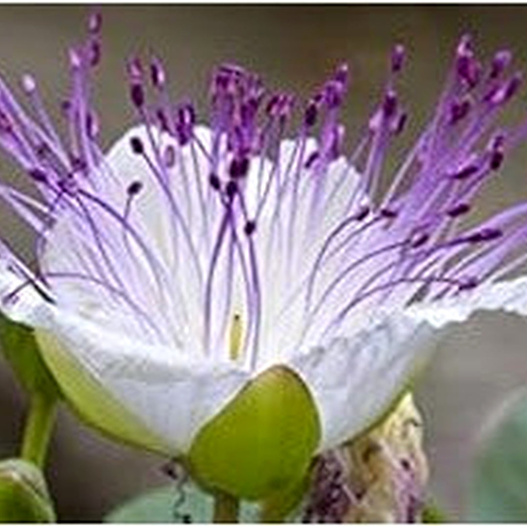 White Caper Bush Flower Seeds [neera-v5-eba7c92825c4e8840784]