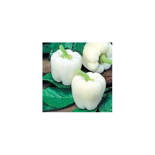 White Bell Pepper Seeds for Planting [neera-v5-ebb1c4e3609d7c7ea088]