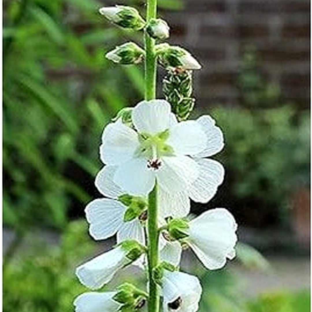 White Checkermallow Flower Seeds for Planting [neera-v5-ebbca64e570626f36de7]