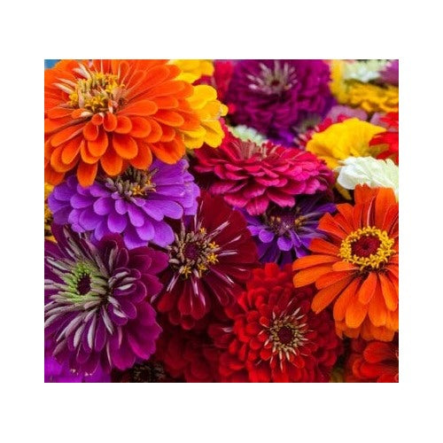 Calinia Giant Zinnia Flower Planting Non Gmo Fresh Annual Flower Planting Heirloom Easy [neera-v5-ebbe7c6a7077321906b8]