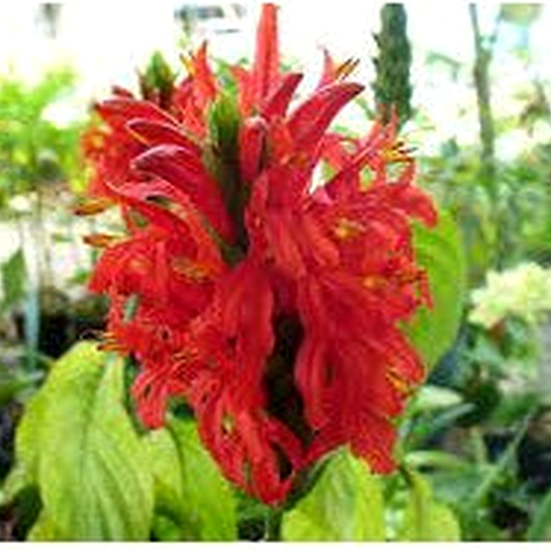 Red Pachystachys Flower Seeds for Planting [neera-v5-ebe63330db86ee3c57ad]