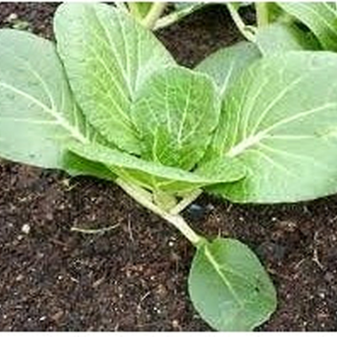 Light Green Choi Bok Choy Seeds for Planting [neera-v5-ebe71944cef077c0b301]