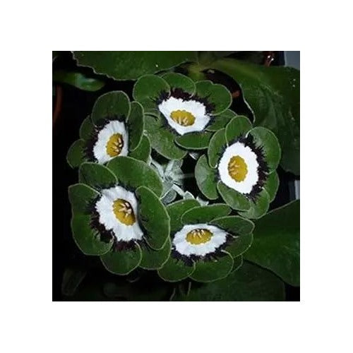 Green White Primrose Flower For Planting Non Gmo Flower Seeds for Home Garden Planting, Ornamental [neera-v5-ebed88649c3342900494]