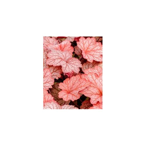Heuchera Georgia Peach Seeds for Planting [neera-v5-ebfd1f3b6fabd91698b7]