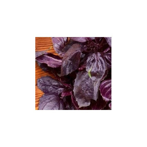 Purple Basil (Krishna Tulsi) Seeds for Planting [neera-v5-ec143b8f738ef5a96c29]