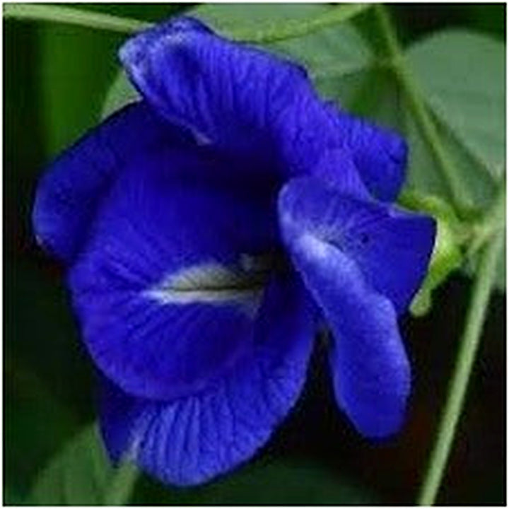 Heirloom Non-GMO Clitoria Ternatea Flower Seeds for Planting [neera-v5-ec27c36a826f4a5557a0]