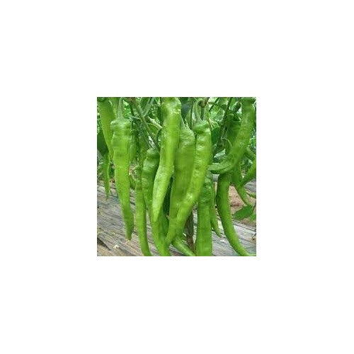 Chilli Pepper Seeds [neera-v5-ec4c3cc38189ba5dd95e]