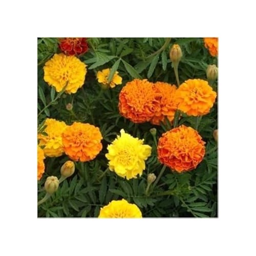 Mix Marigold Flower Seeds for Planting [neera-v5-ec4c4fee694d2aaf6fdc]