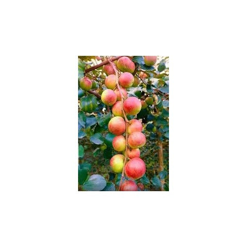 Apple Ber Ziziphus Fruit Seeds for Planting [neera-v5-ec533717fca9745396fd]